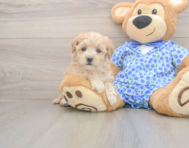 8 week old Maltipoo Puppy For Sale - Seaside Pups