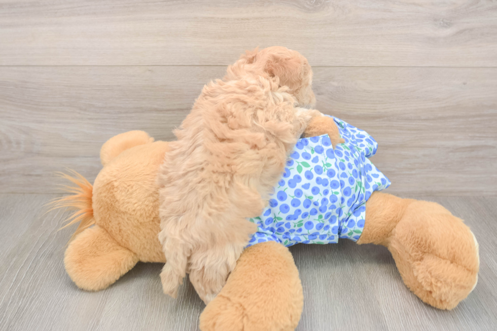 Adorable Malt Oodle Poodle Mix Puppy