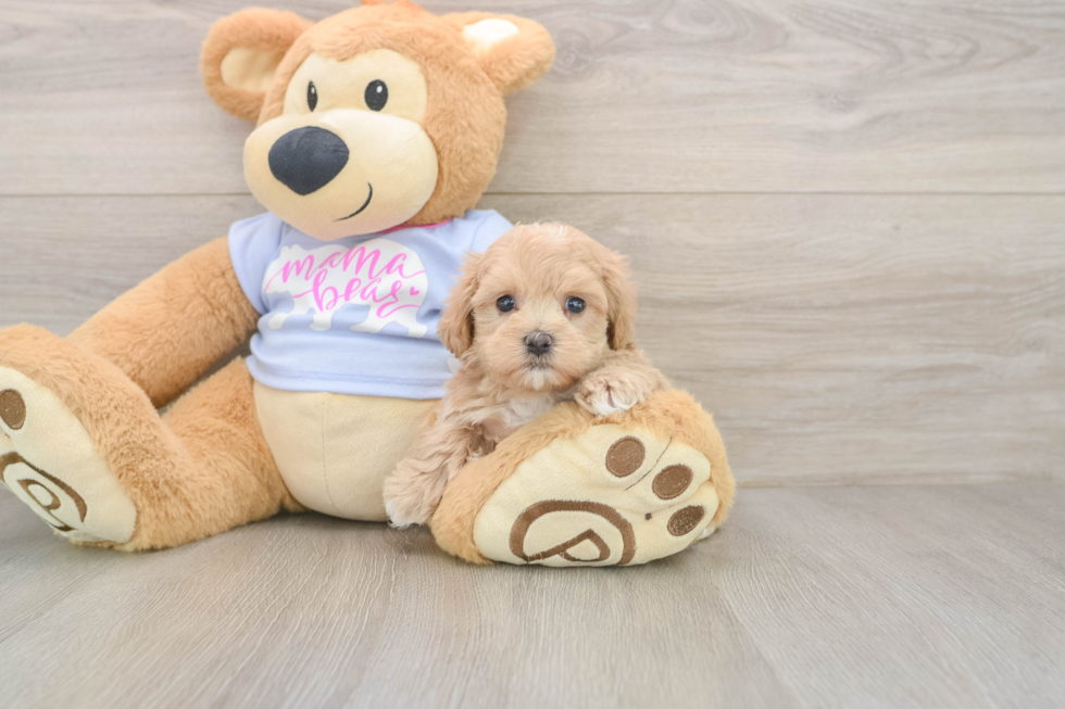 Little Malt a Poo Poodle Mix Puppy