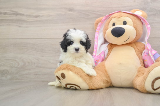 Maltipoo Pup Being Cute