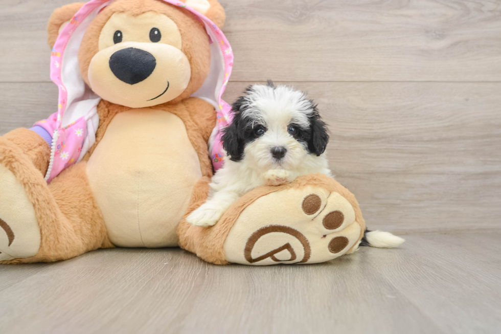 Smart Maltipoo Poodle Mix Pup