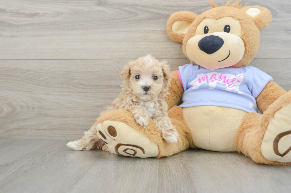 5 week old Maltipoo Puppy For Sale - Seaside Pups