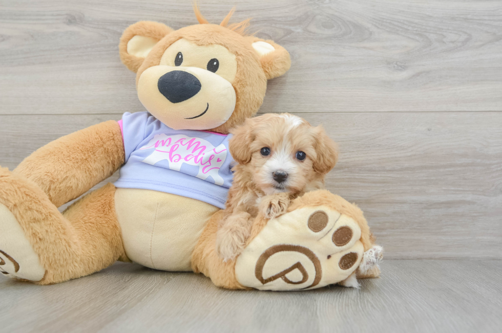 5 week old Maltipoo Puppy For Sale - Seaside Pups