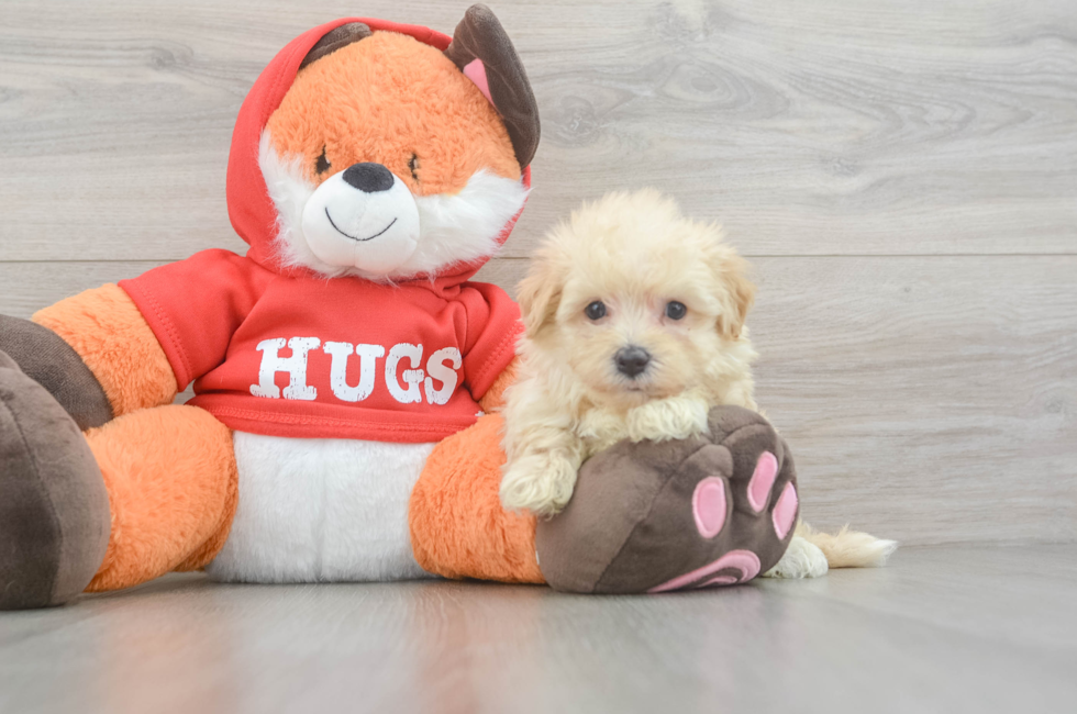 5 week old Maltipoo Puppy For Sale - Seaside Pups