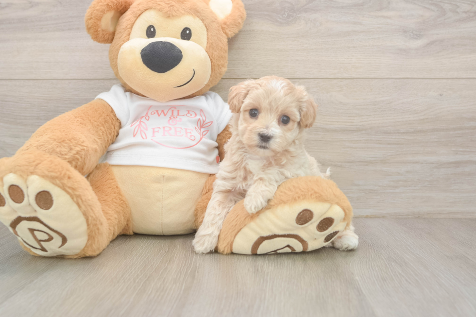Maltipoo Pup Being Cute