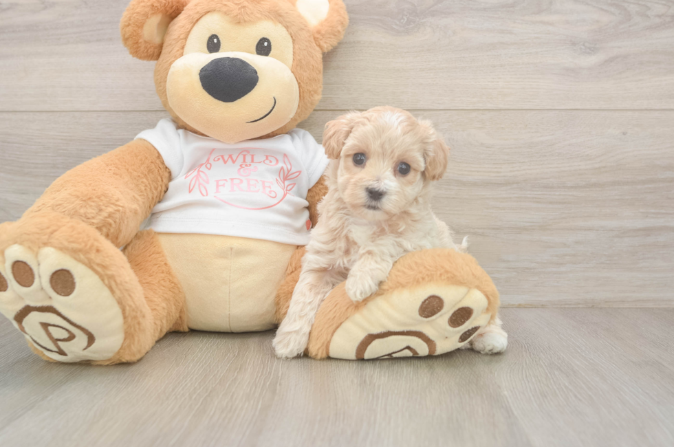 5 week old Maltipoo Puppy For Sale - Seaside Pups