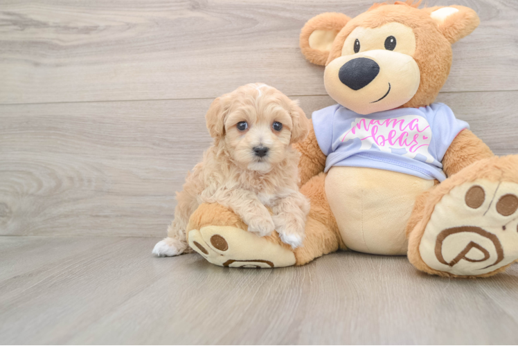 Maltipoo Puppy for Adoption
