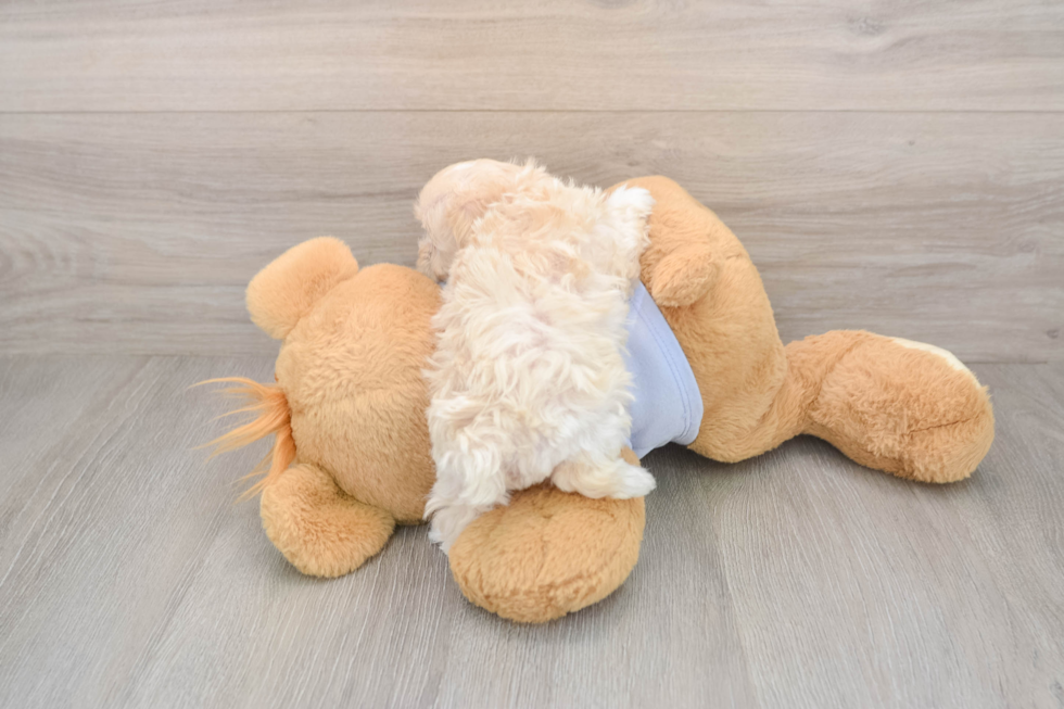 Maltipoo Puppy for Adoption