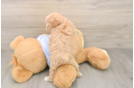 Adorable Multipoo Poodle Mix Puppy
