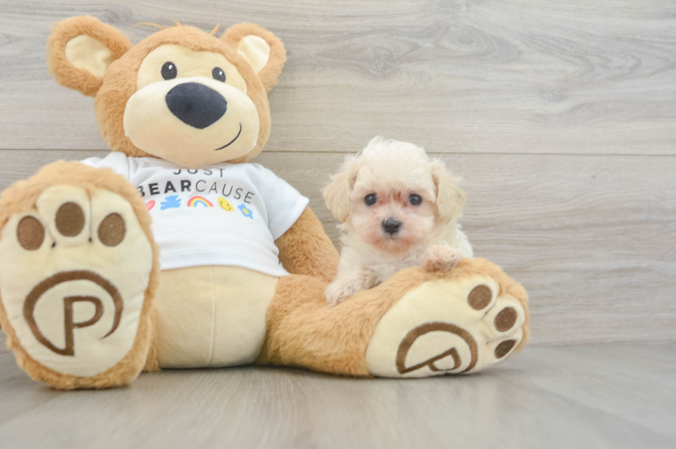 6 week old Maltipoo Puppy For Sale - Seaside Pups
