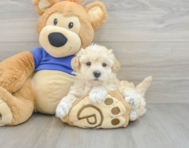 8 week old Maltipoo Puppy For Sale - Seaside Pups