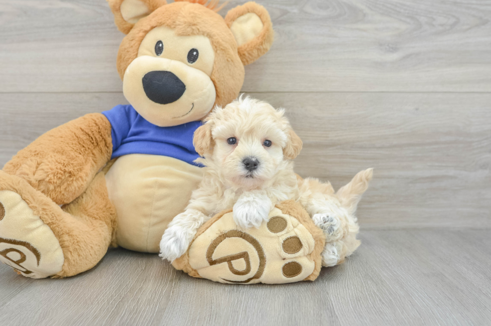 7 week old Maltipoo Puppy For Sale - Seaside Pups