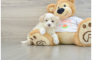 Adorable Maltidoodle Poodle Mix Puppy