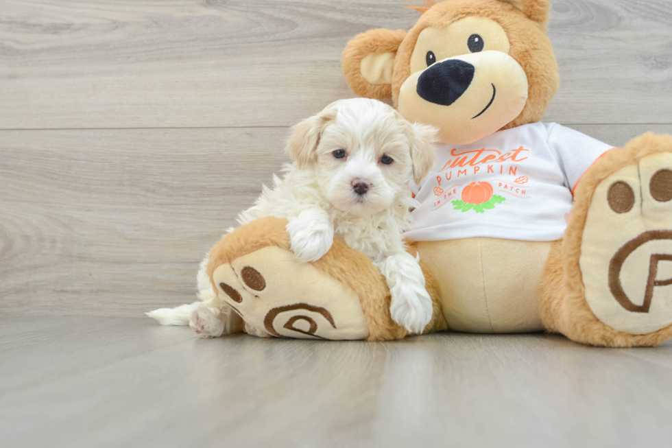 Adorable Maltidoodle Poodle Mix Puppy