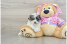 Popular Maltipoo Poodle Mix Pup