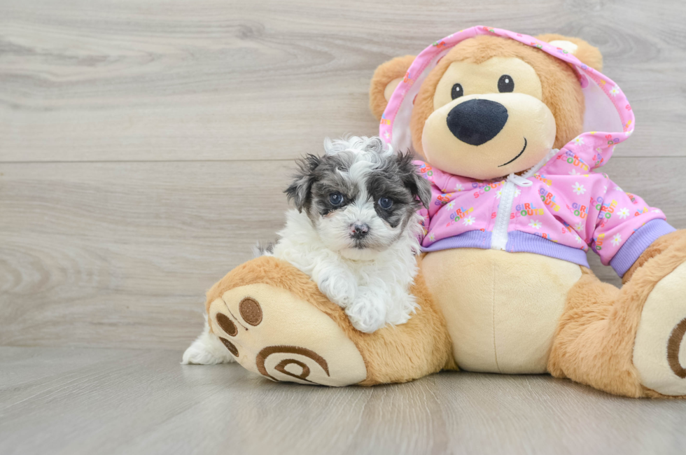 5 week old Maltipoo Puppy For Sale - Seaside Pups