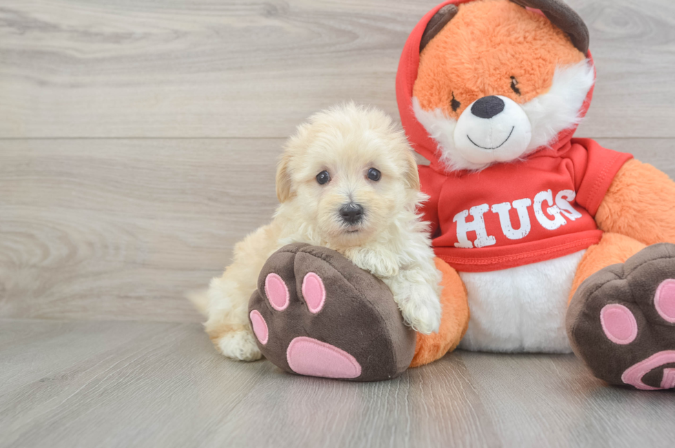 5 week old Maltipoo Puppy For Sale - Seaside Pups