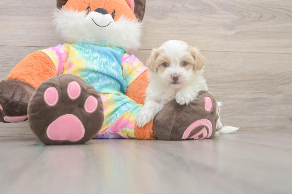 5 week old Maltipoo Puppy For Sale - Seaside Pups