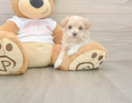 7 week old Maltipoo Puppy For Sale - Seaside Pups