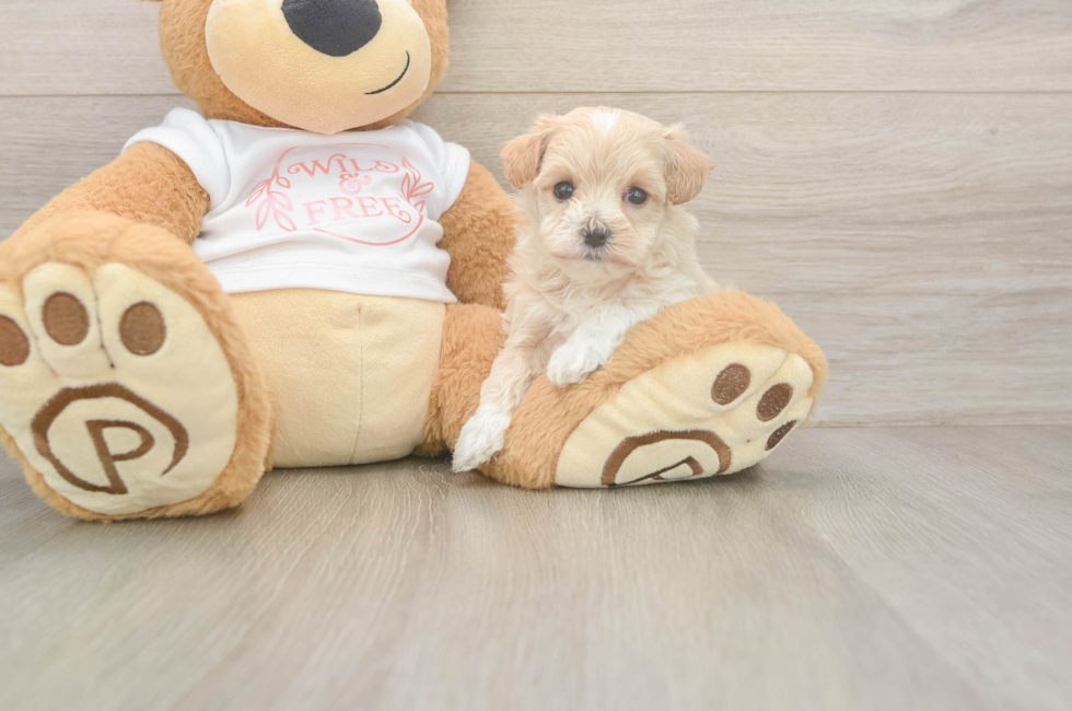 5 week old Maltipoo Puppy For Sale - Seaside Pups
