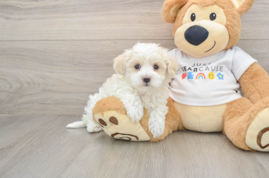 Friendly Maltipoo Baby