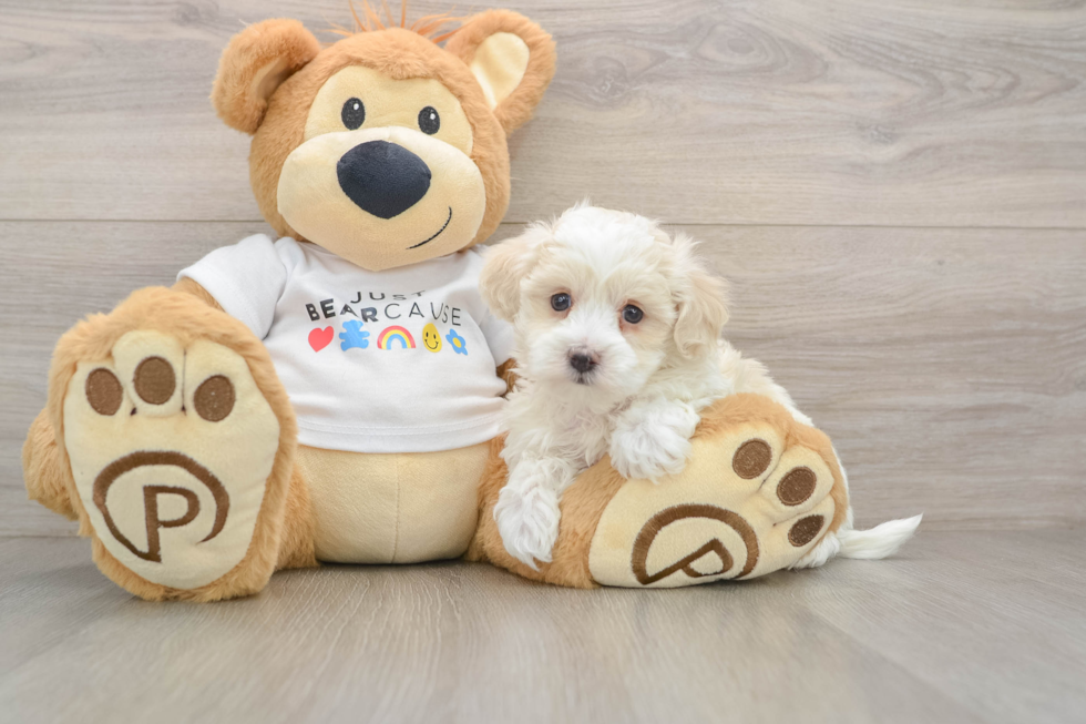 Playful Malt Oodle Poodle Mix Puppy