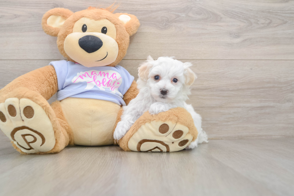 Popular Maltipoo Poodle Mix Pup