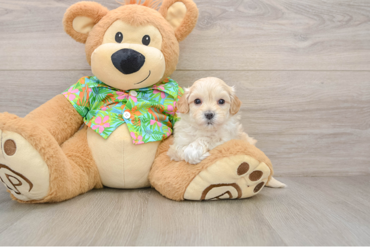 Fluffy Maltipoo Poodle Mix Pup
