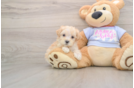Little Maltepoo Poodle Mix Puppy