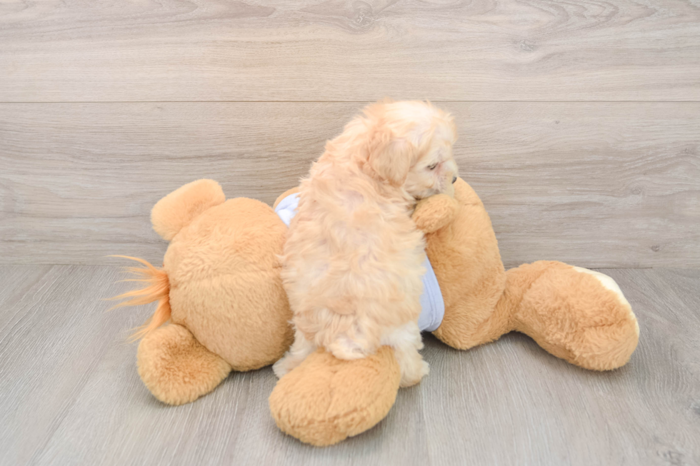 Little Malt Oodle Poodle Mix Puppy