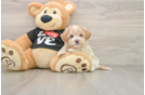 Maltipoo Pup Being Cute