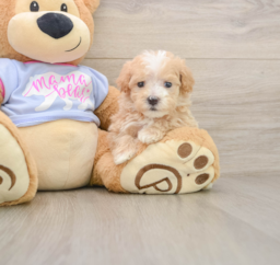 7 week old Maltipoo Puppy For Sale - Seaside Pups
