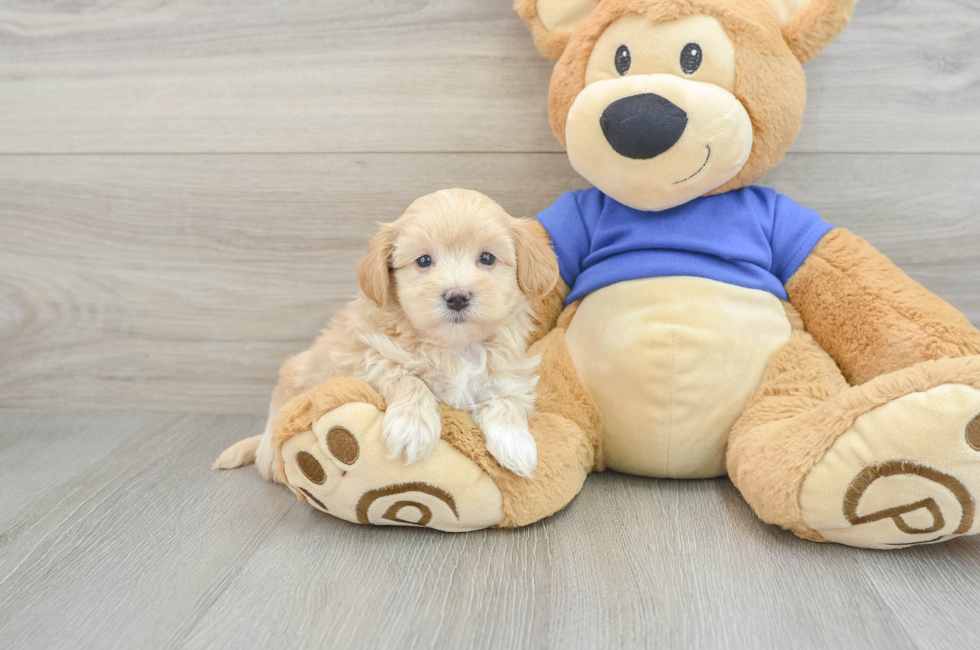 7 week old Maltipoo Puppy For Sale - Seaside Pups