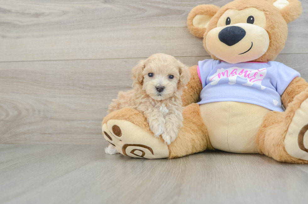 5 week old Maltipoo Puppy For Sale - Seaside Pups