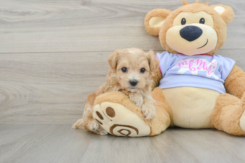 Little Malt a Poo Poodle Mix Puppy