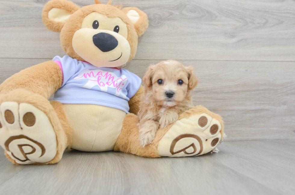 5 week old Maltipoo Puppy For Sale - Seaside Pups