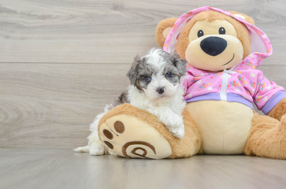 5 week old Maltipoo Puppy For Sale - Seaside Pups