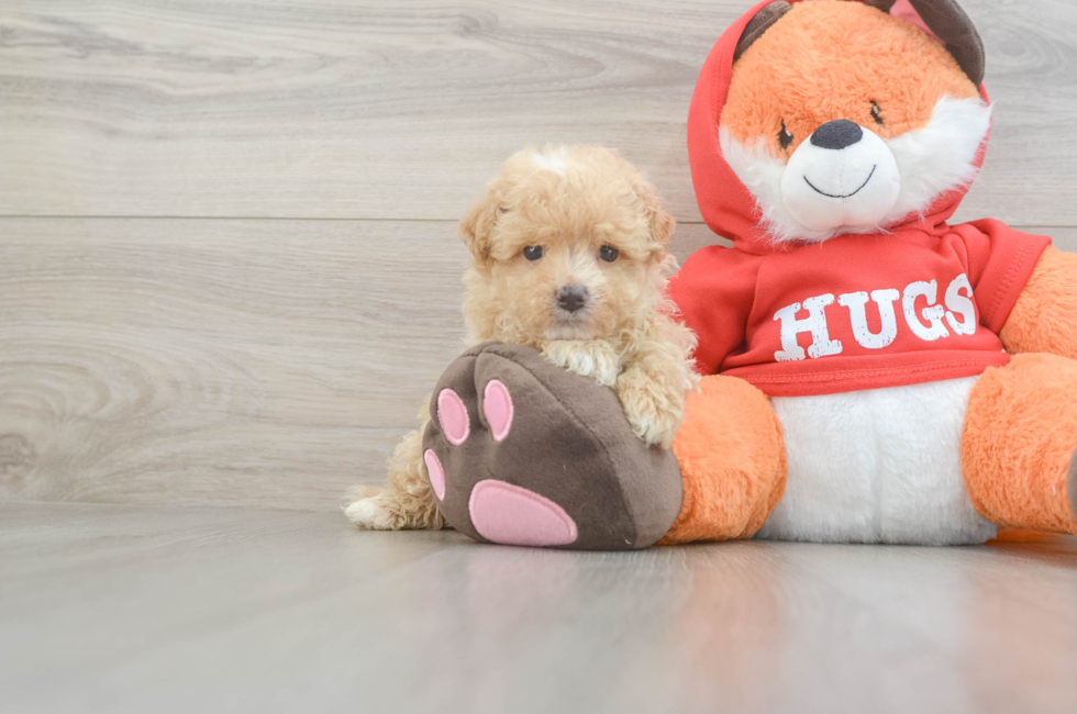 5 week old Maltipoo Puppy For Sale - Seaside Pups