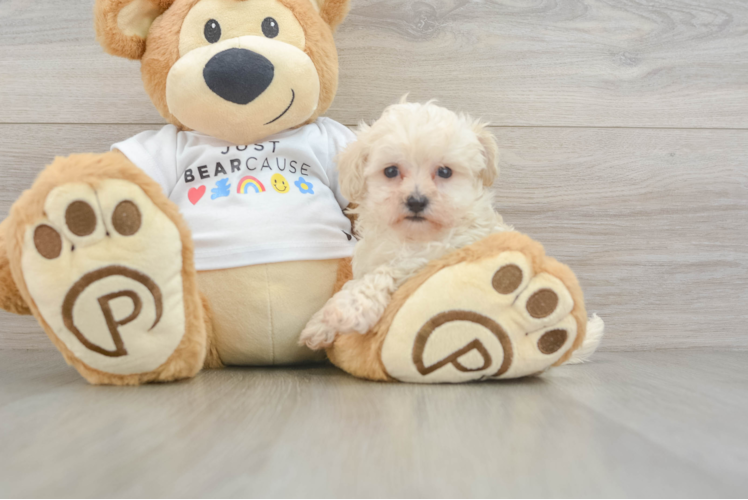 Maltipoo Pup Being Cute