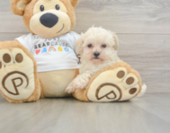 9 week old Maltipoo Puppy For Sale - Seaside Pups