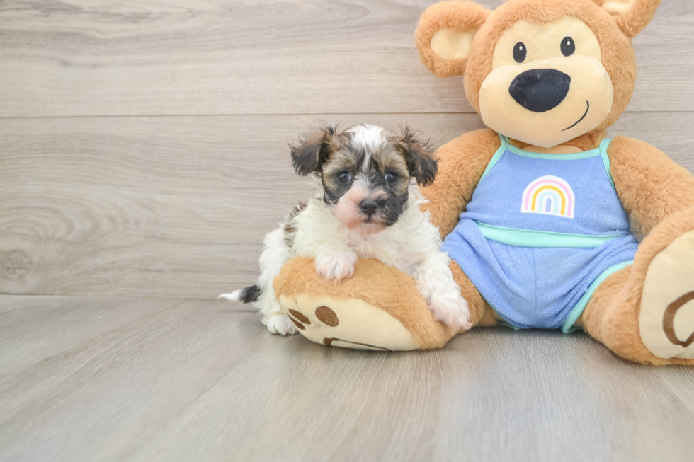 Maltipoo Pup Being Cute