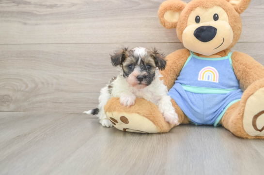 Maltipoo Pup Being Cute