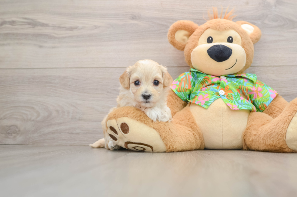 Maltipoo Puppy for Adoption