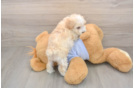 Best Maltipoo Baby
