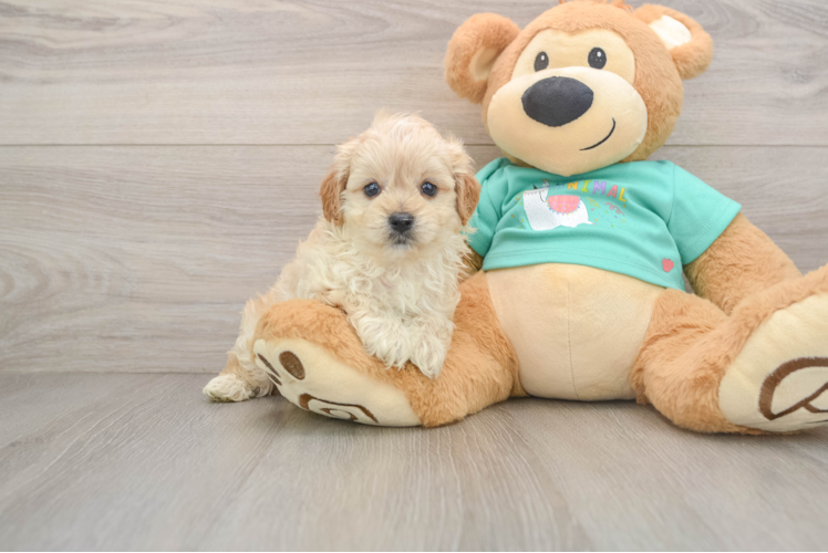 Funny Maltipoo Poodle Mix Pup