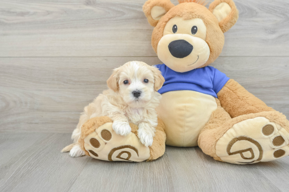 7 week old Maltipoo Puppy For Sale - Seaside Pups