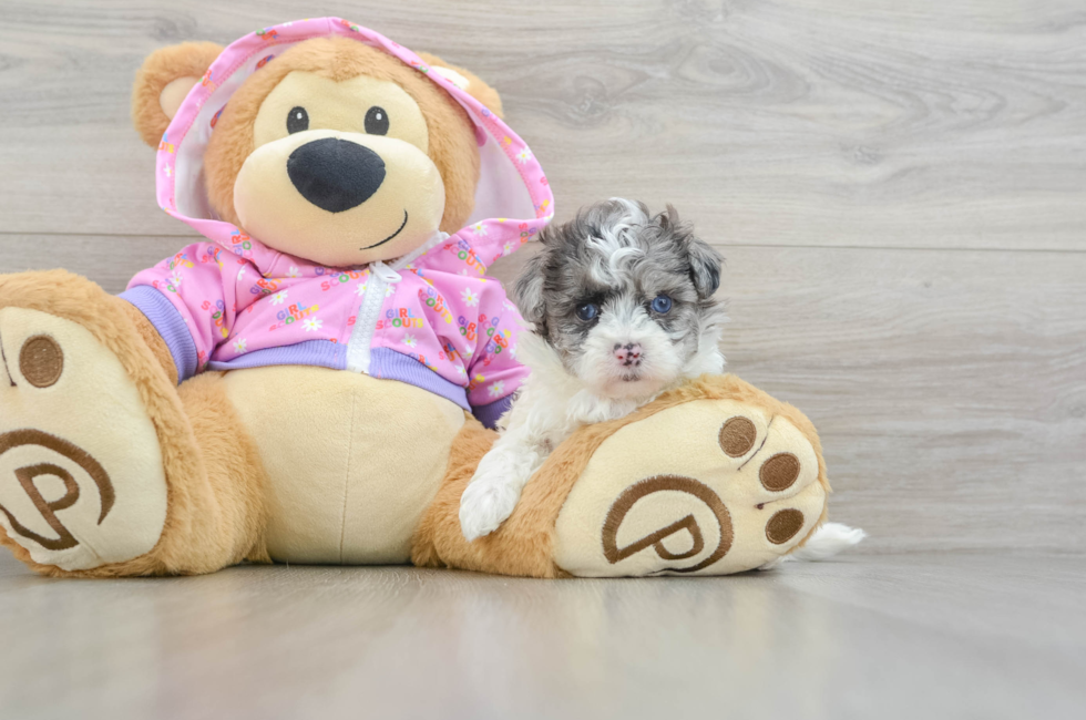 5 week old Maltipoo Puppy For Sale - Seaside Pups