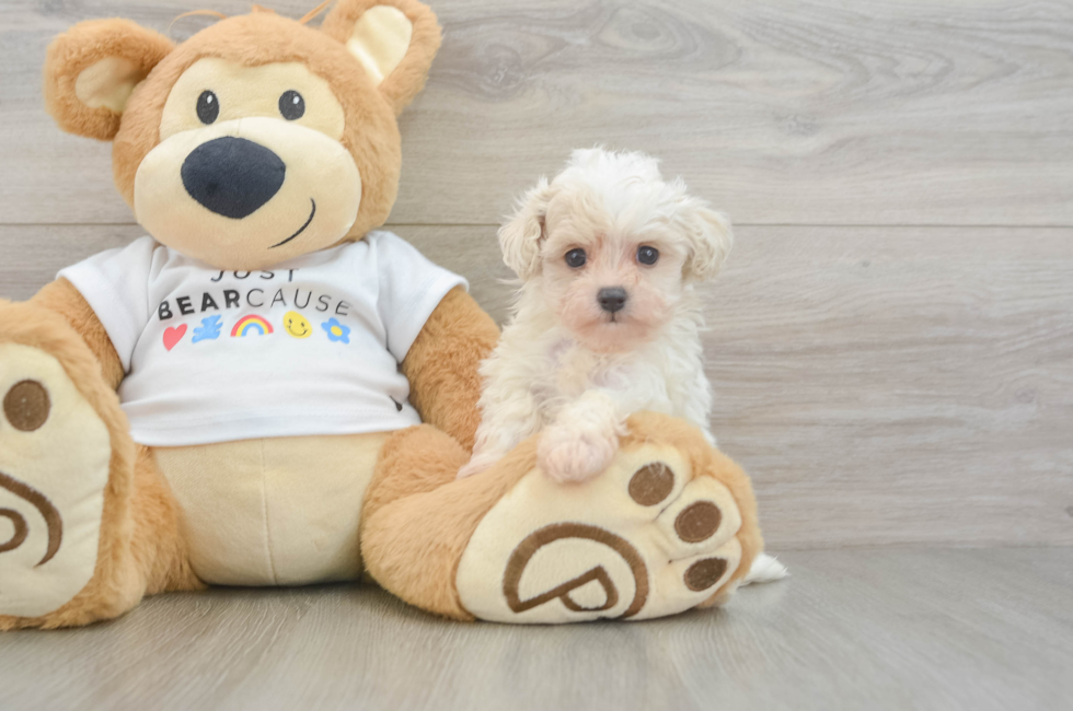 6 week old Maltipoo Puppy For Sale - Seaside Pups