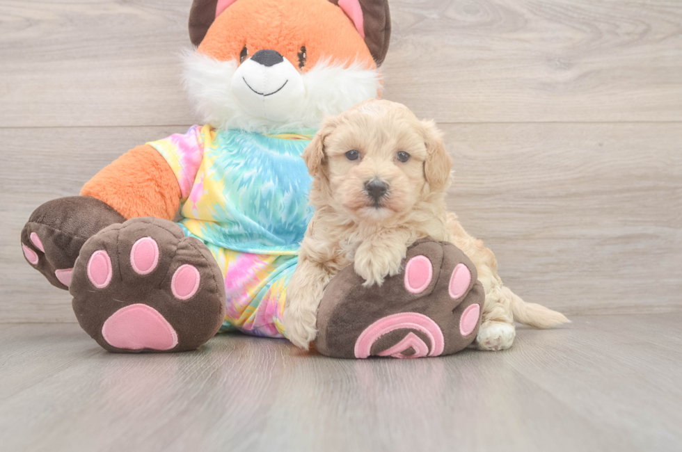 5 week old Maltipoo Puppy For Sale - Seaside Pups