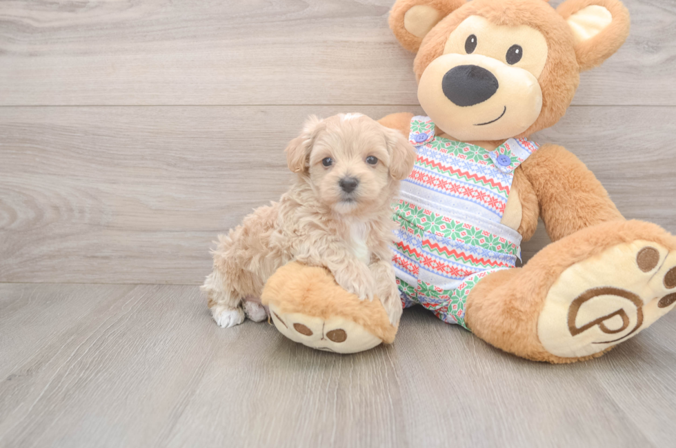 5 week old Maltipoo Puppy For Sale - Seaside Pups